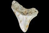 Juvenile Megalodon Tooth - Georgia #111643-1